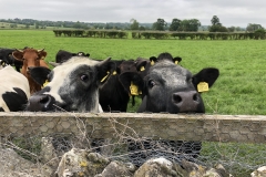 Interested animals next door