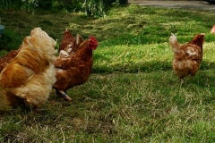 chooks