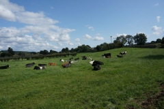 cows next door