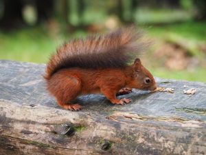 Red Squirrel