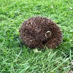 Mrs Tiggy Winkle